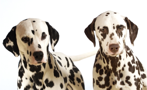 dalmatian spot color indesign print