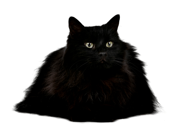 rich black true black print indesign cat